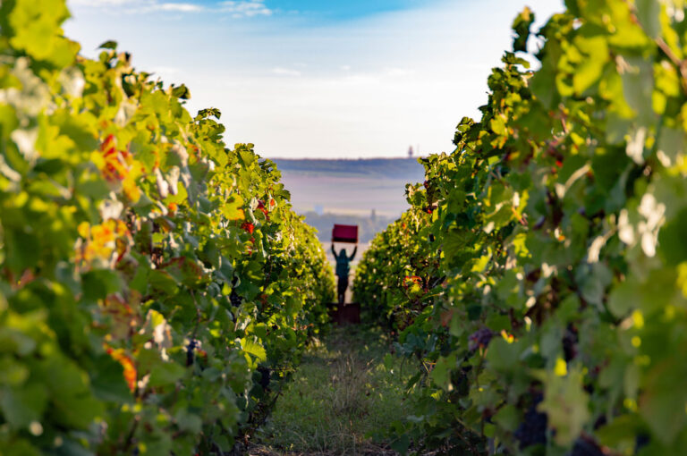 Rang de vigne du domaine à Taissy dans la lumière de fin de journée