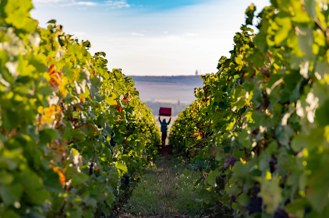 Rang de vigne à Taissy dans la lumière de fin de journée