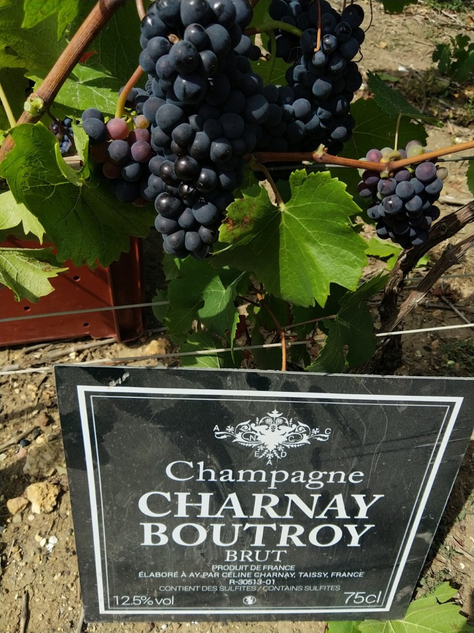 Panneau Champagne Charnay Boutroy planté dans la parcelle de Taissy