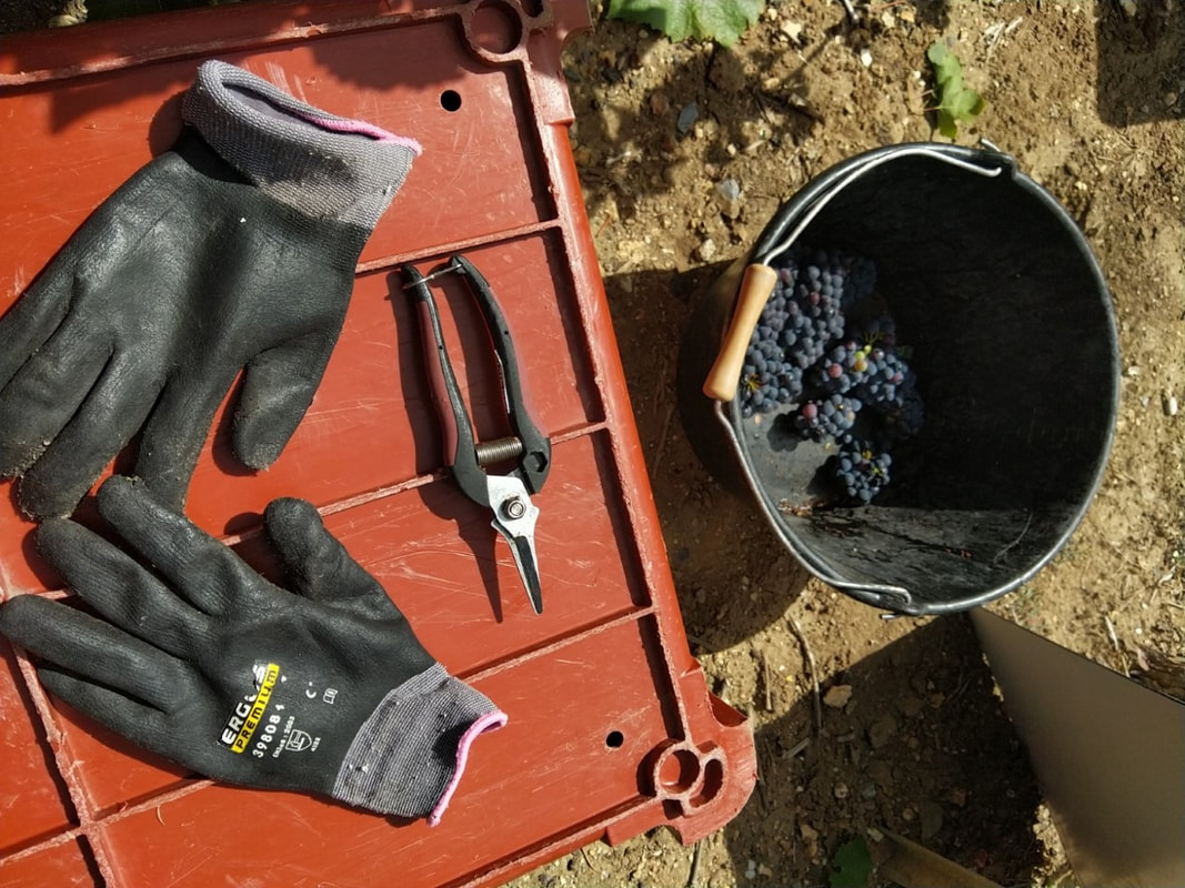 Gants, sécateur et seau posés sur une caisse de vendange
